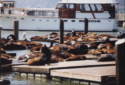Sea Lions