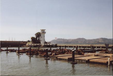Sea Lions