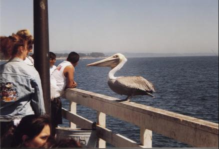 On the pier at Santa Cruz