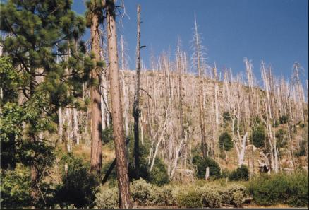 Scorched trees
