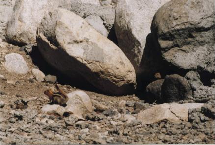 Looking at rocks