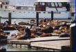 Sea Lions