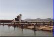 Sea Lions