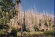 Scorched trees